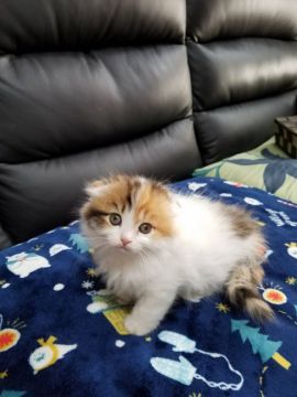 スコティッシュフォールド(折れ耳)【静岡県・女の子・2018年9月15日・ブラウンパッチドタビー&ホワイト（セミロング）】の写真「お茶目な女の子💕」