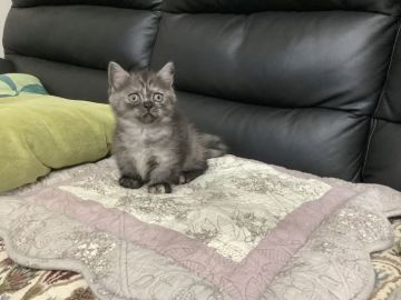 マンチカン(短足)【静岡県・女の子・2020年5月30日・ブラックスモーク（ショート）】の写真「お茶目な短足ちゃん」