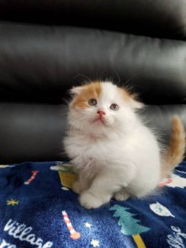 スコティッシュフォールド(折れ耳)【静岡県・男の子・2018年9月15日・レッドタビーアンドホワイト（セミロング）】の写真「活発な男の子です。」