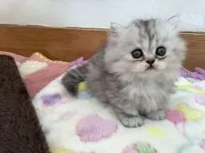 ミヌエット【静岡県・女の子・2020年10月1日・シルバータビー】の写真1