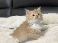 ミヌエット【静岡県・男の子・2020年11月28日・レッドタビー&ホワイト】の写真2