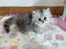 ミヌエット【静岡県・女の子・2020年10月1日・シルバータビー】の写真5