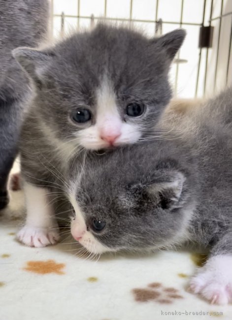 牛頭利恵ブリーダーのブログ ブリティッシュショートヘアーの赤ちゃん達 21 4 1 みんなの子猫ブリーダー