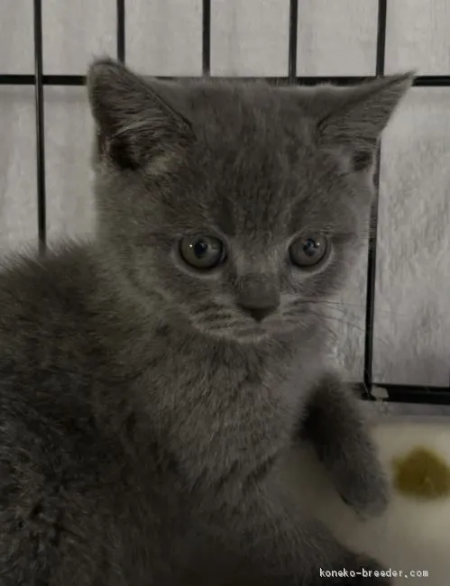 ID:2010-01506の子猫