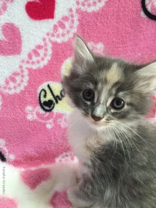 ID：1512-00346の子猫