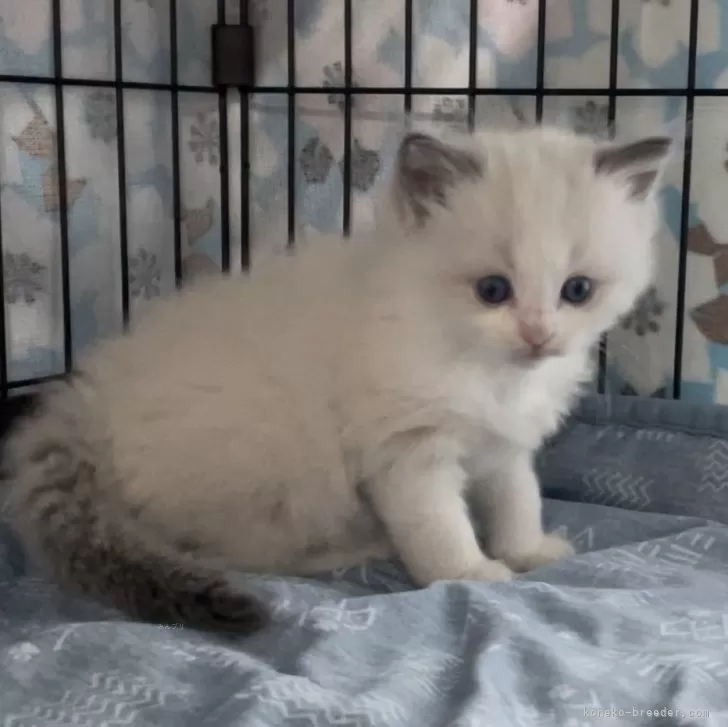 ID:2409-02428の子猫