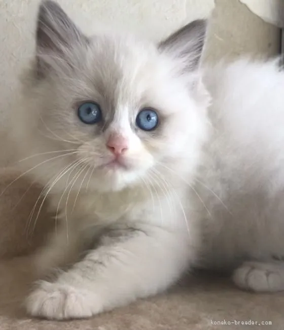 ID：2010-01310の子猫