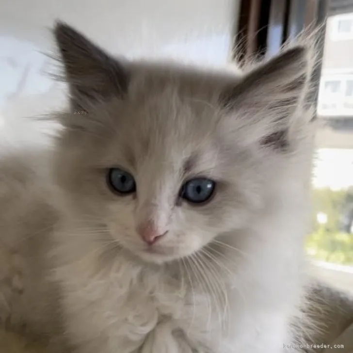 ID:2312-00344の子猫