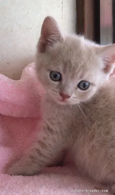 まりお 様のお迎えした子猫