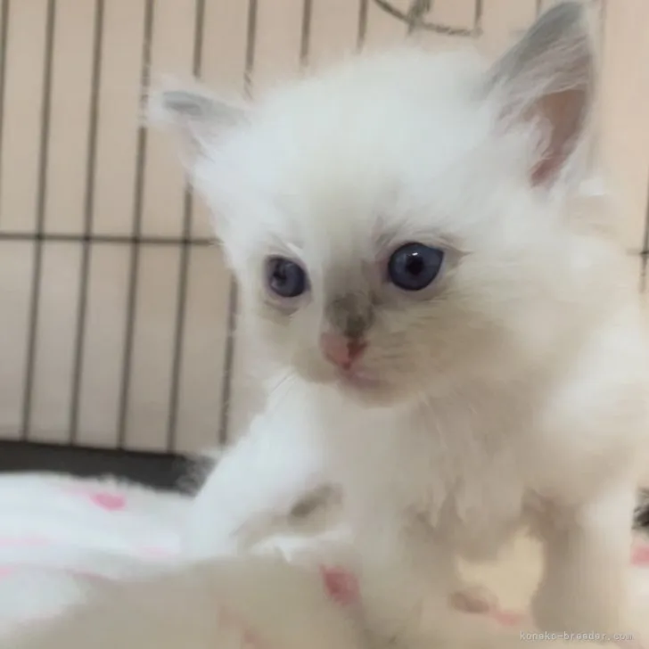 ID：2307-03502の子猫