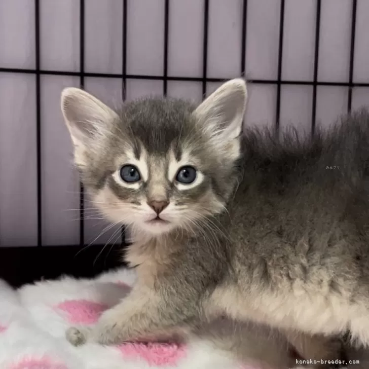 ID：2402-00016の子猫