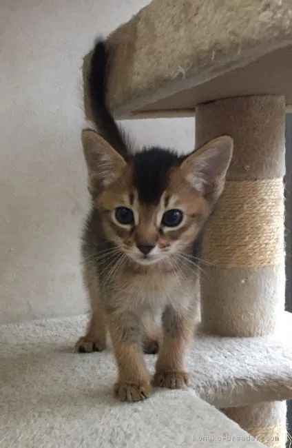 ID:1710-00946の子猫