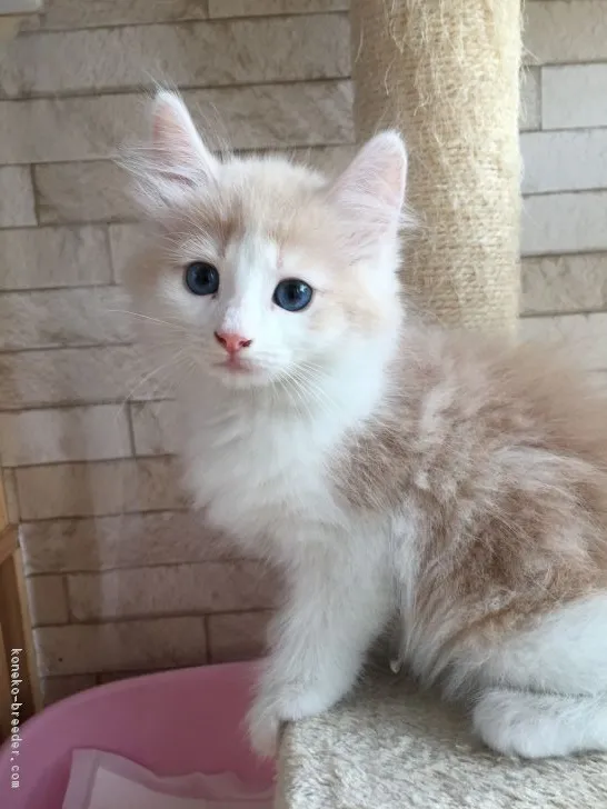 ID:1705-01257の子猫