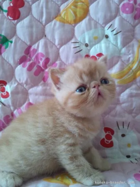 ID：1509-00038の子猫