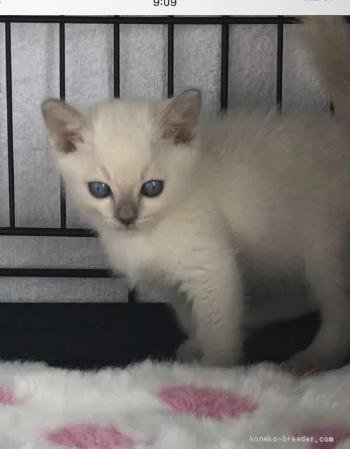 トンキニーズ【埼玉県・女の子・2020年2月14日・プラチナミンク】の写真1