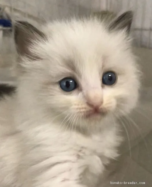 ID:2010-00637の子猫