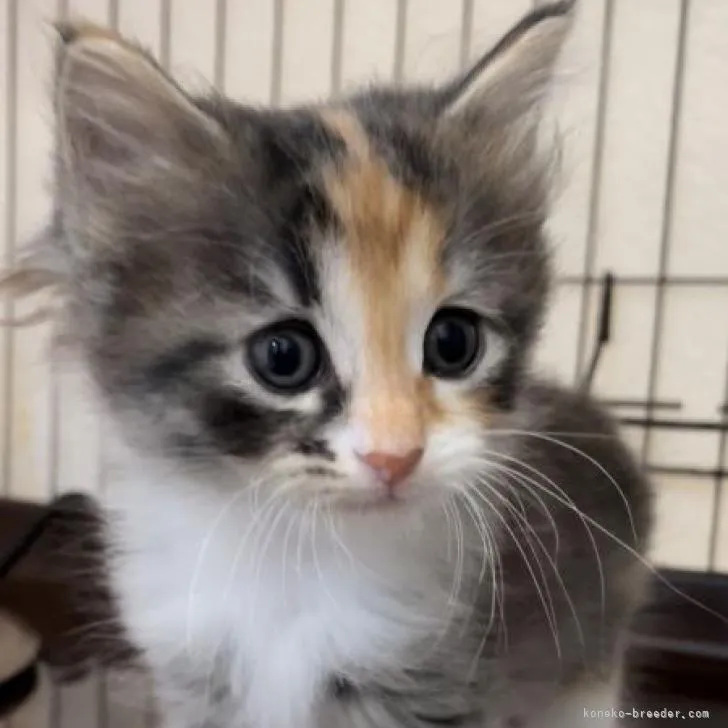ID:2211-00330の子猫