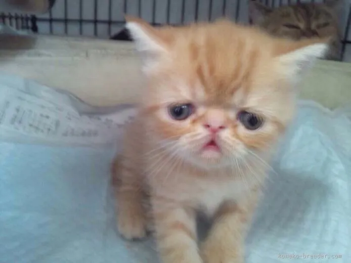 ID：1508-00104の子猫