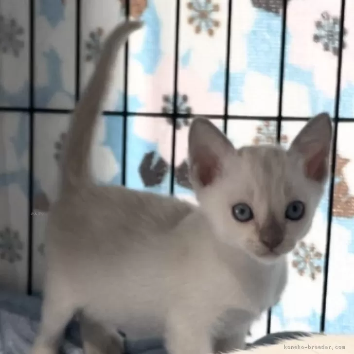 ID：2409-02416の子猫