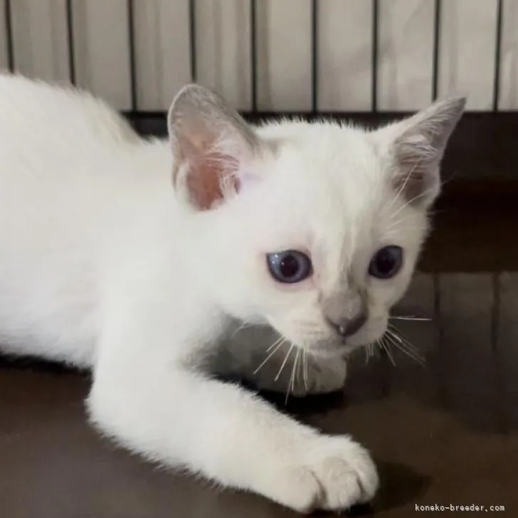ID：2208-02115の子猫