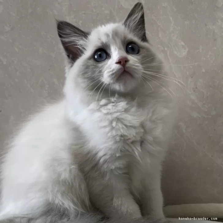 ラグドール【埼玉県・女の子・2024年8月25日・ブルーポイントバイカラー】の写真1