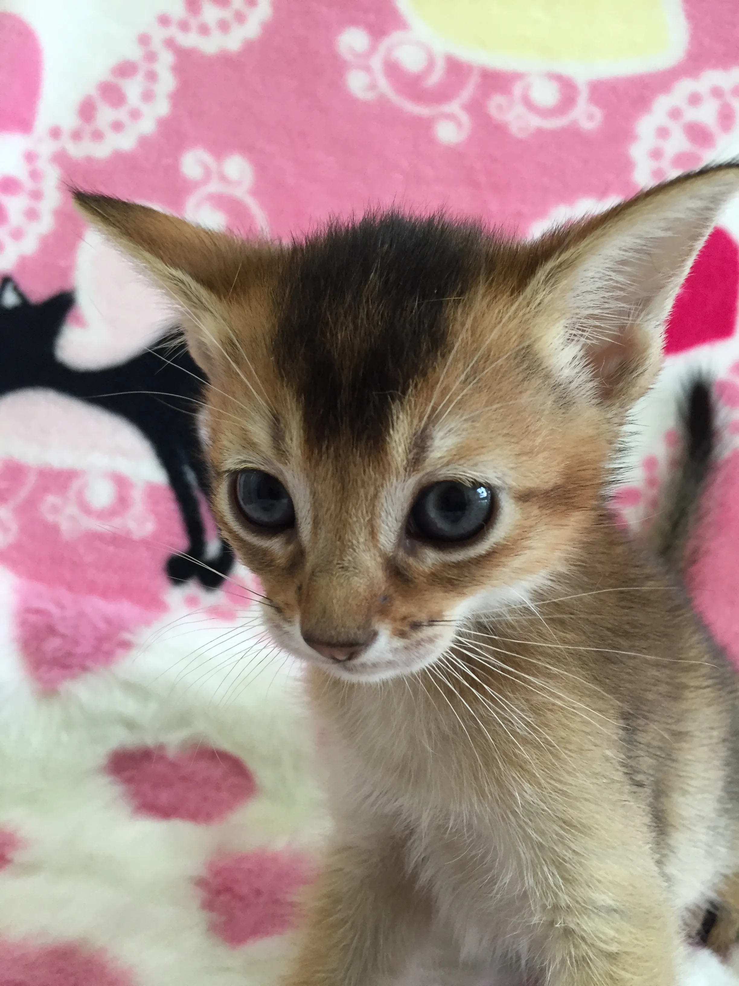 ID:1608-00007の子猫