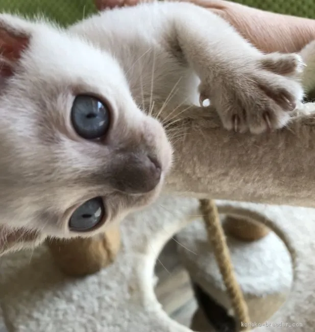 トンキニーズ【埼玉県・女の子・2019年6月5日・プラチナミンク】の写真1