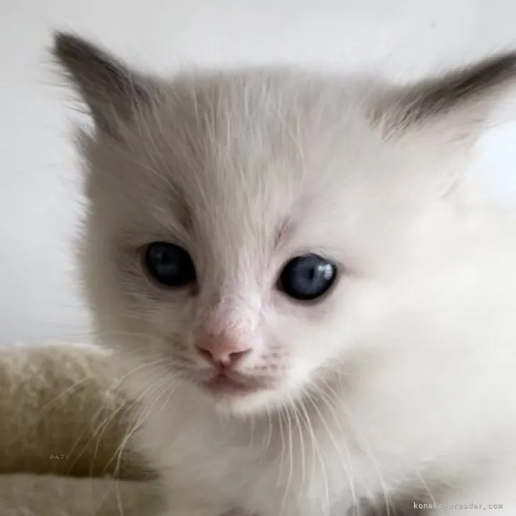 ID:2311-01306の子猫