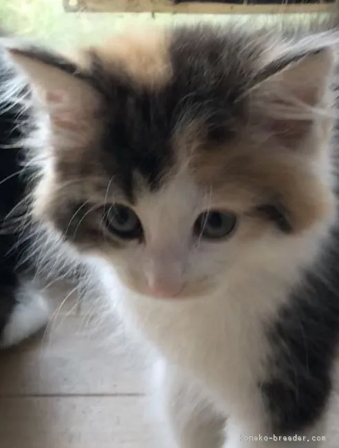 ID：1810-00795の子猫