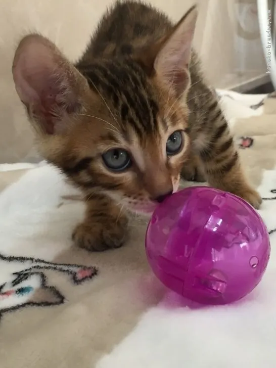 ID:1704-01159の子猫