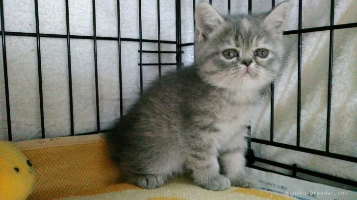 ID：1703-00116の子猫