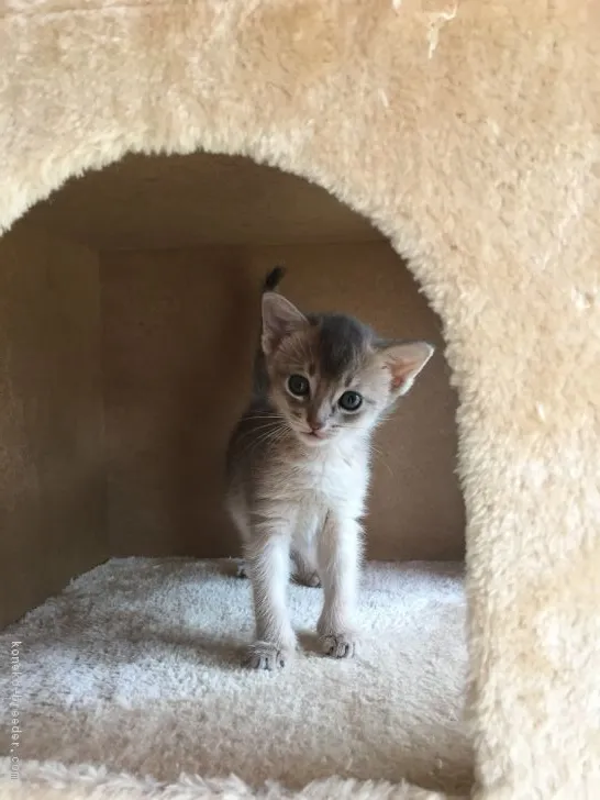 ソル 様のお迎えした子猫