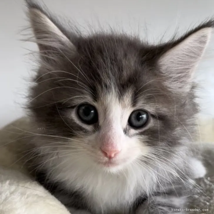 ID:2309-01679の子猫