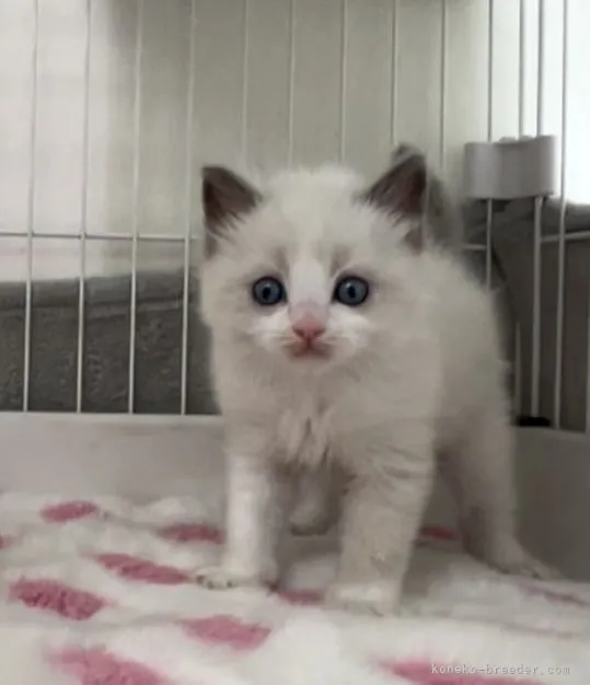 ID:2204-03078の子猫