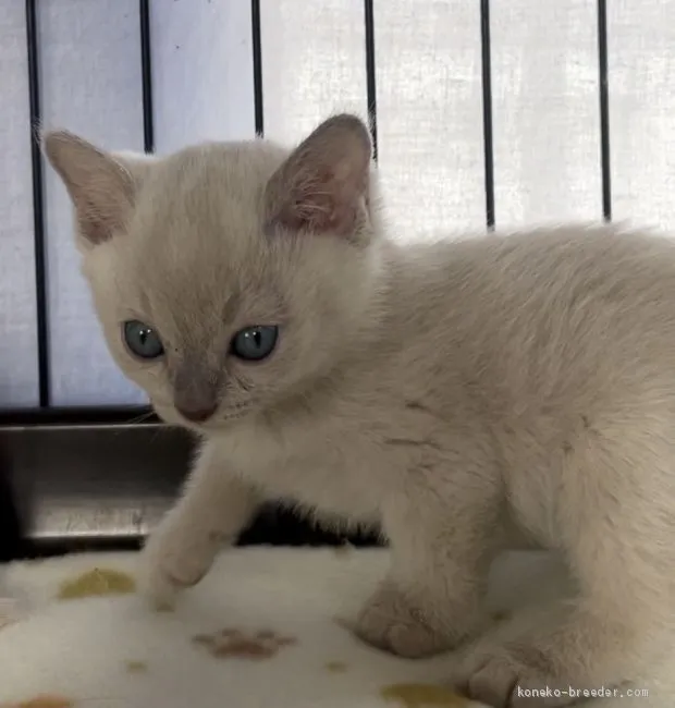 ID:2102-01667の子猫