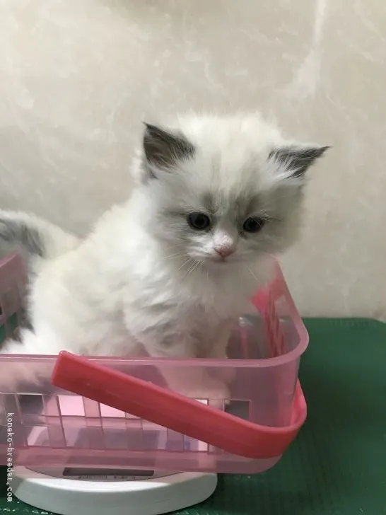 FAIRYmama 様のお迎えした子猫