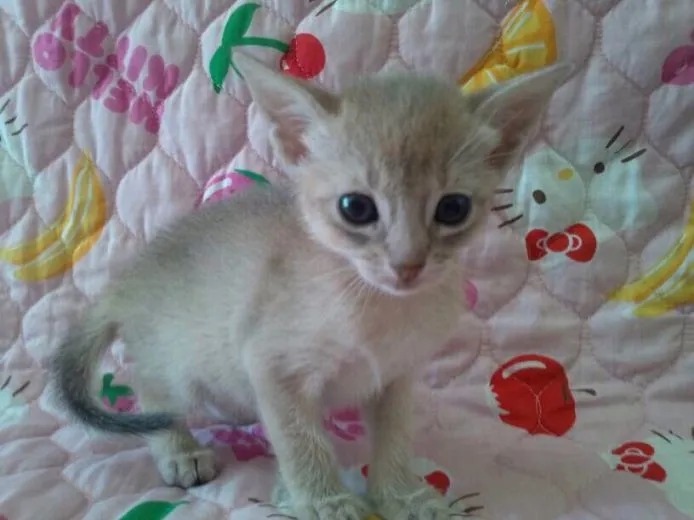 ID:1506-00075の子猫