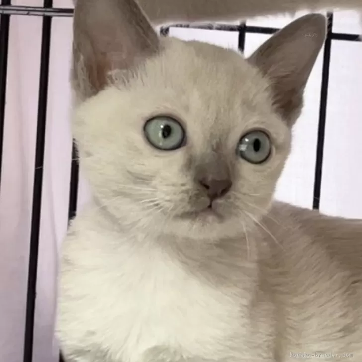 ID:2312-01859の子猫