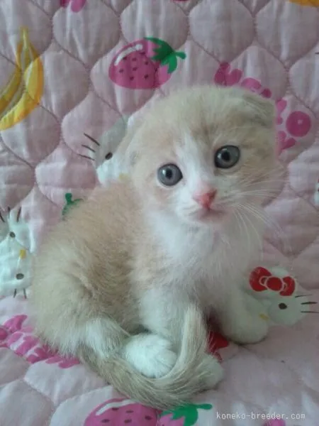 ID：1508-00194の子猫