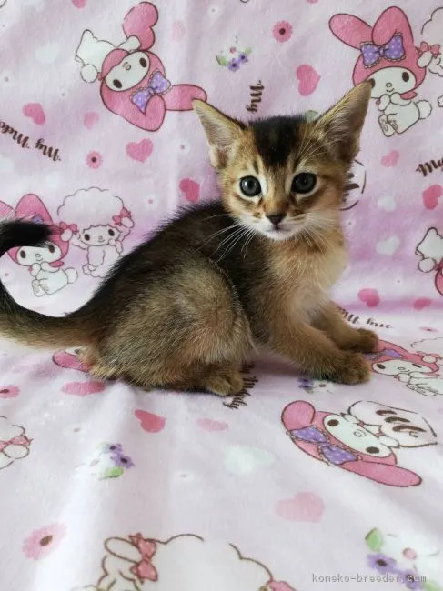 まりか 様のお迎えした子猫