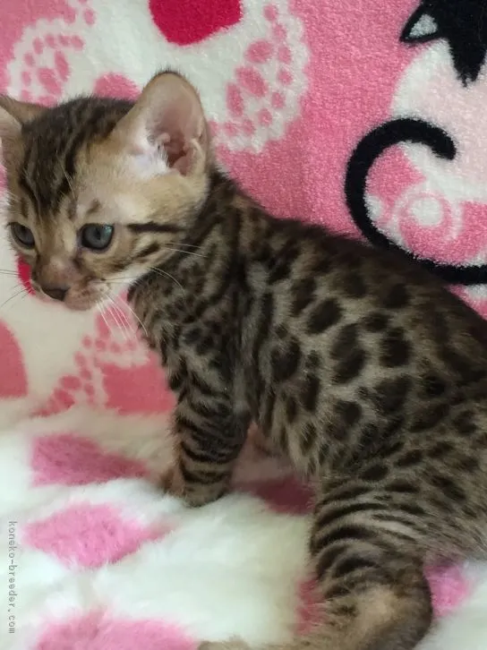 ID：1607-00907の子猫