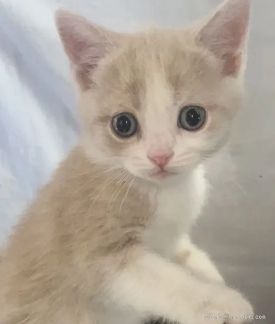 ブリティッシュショートヘア【埼玉県・男の子・2021年3月10日・クリームタビー&amp;ホワイト】の写真1