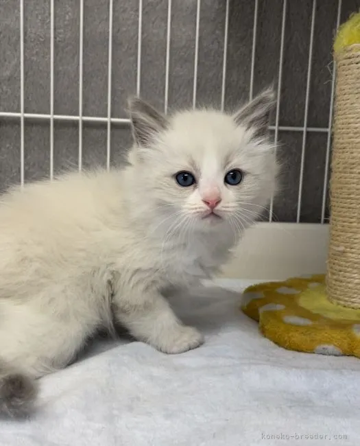 ID：2112-01419の子猫
