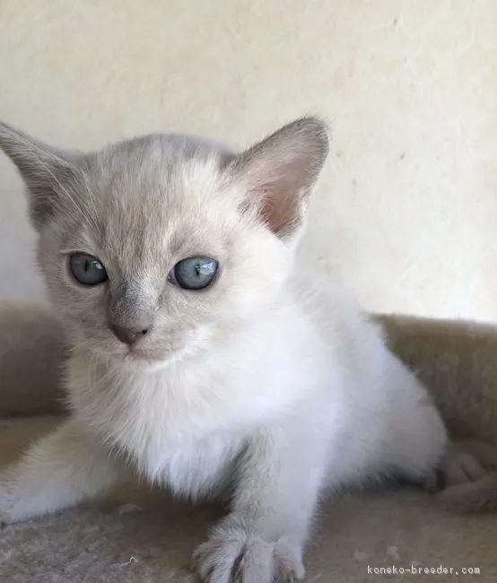 トンキ 様のお迎えした子猫