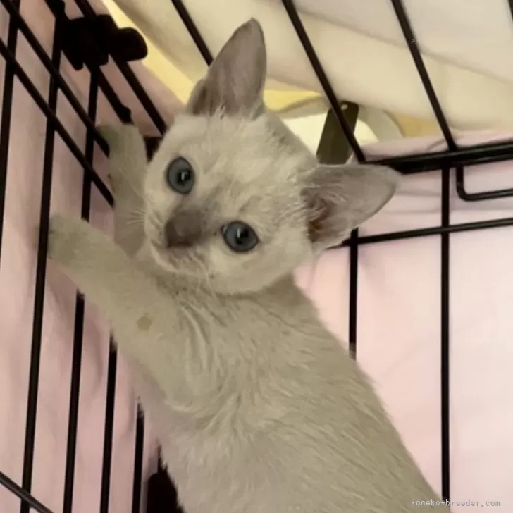 ID:2312-02768の子猫