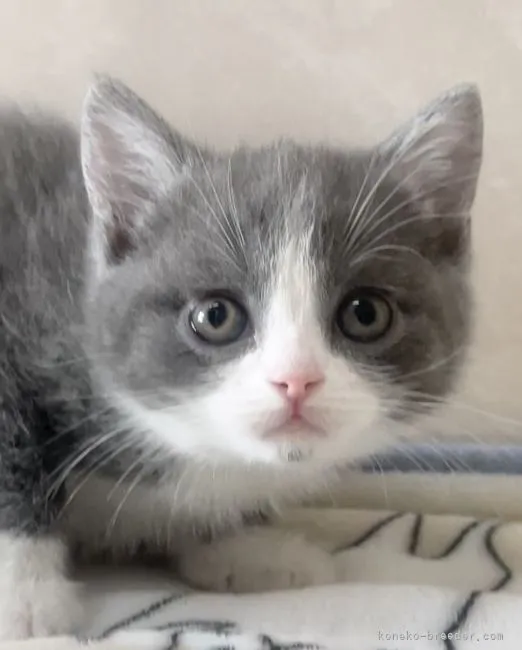 アヒル 様のお迎えした子猫