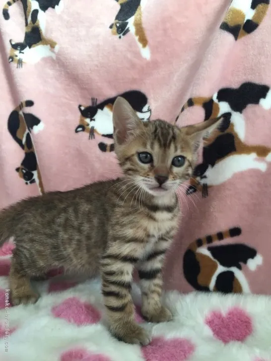 ID：1612-00259の子猫