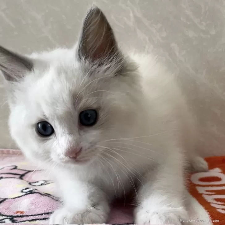 ID：2406-01408の子猫