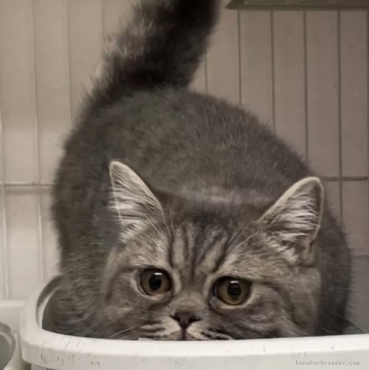 りょう 様のお迎えした子猫