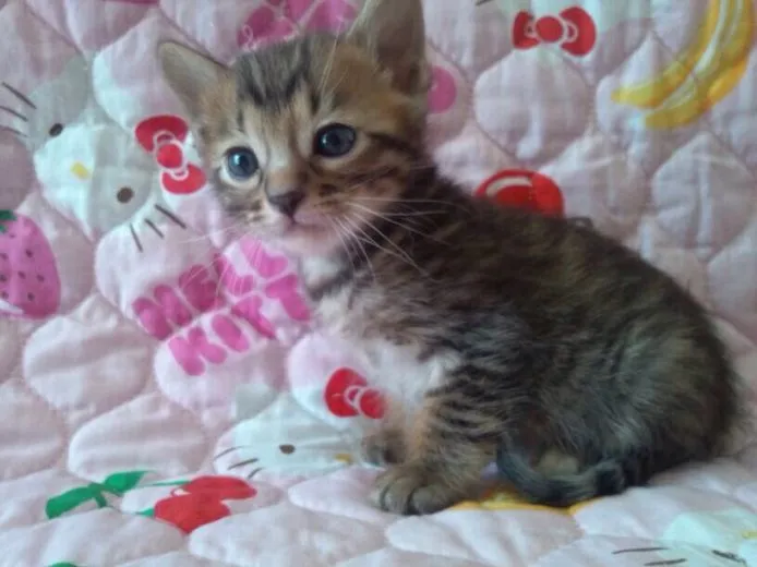 ID：1505-00231の子猫